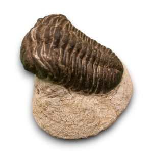 Trilobita alapkőzetben