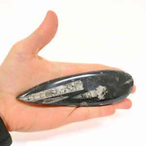 Orthoceras nagyobb 01