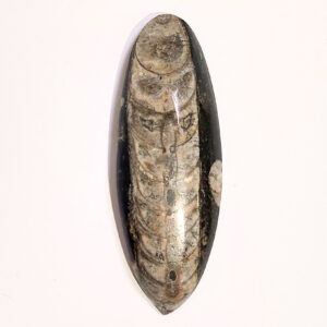 Orthoceras nagyobb 03