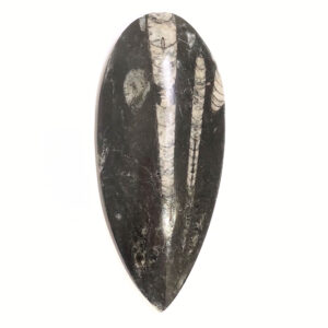 Orthoceras nagyobb 04