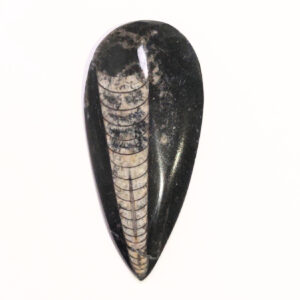 Orthoceras nagyobb 02