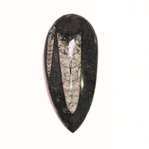 Orthoceras nagyobb 02