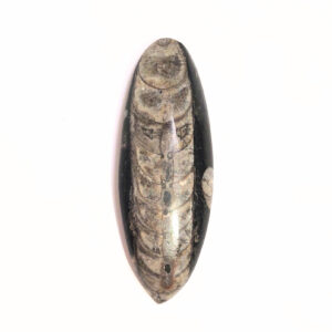 Orthoceras nagyobb 03