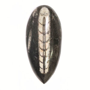 Orthoceras nagyobb 04