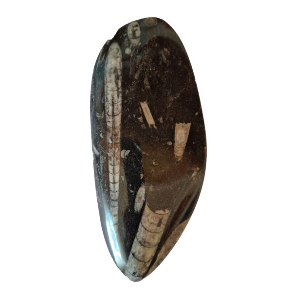 Orthoceras nagyobb 05