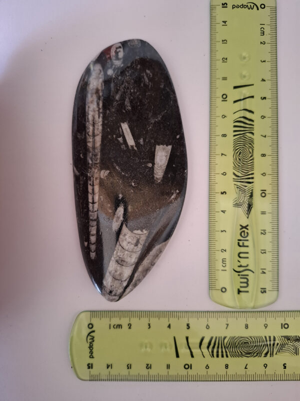 Orthoceras nagyobb 05 - Image 2