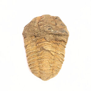 Trilobita 01
