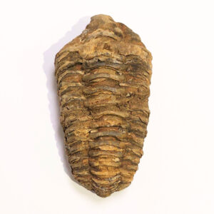 Trilobita 01