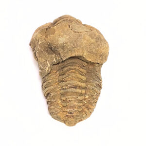 Trilobita 02