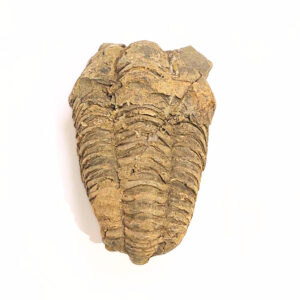 Trilobita 03