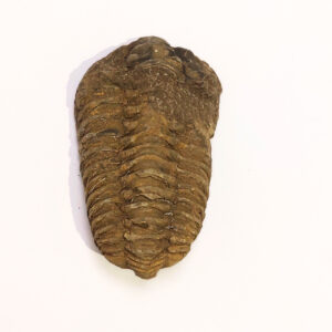 Trilobita 04