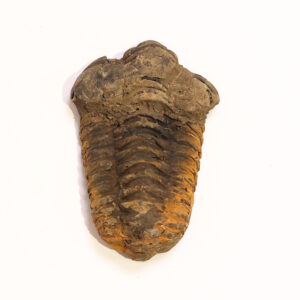 Trilobita 05