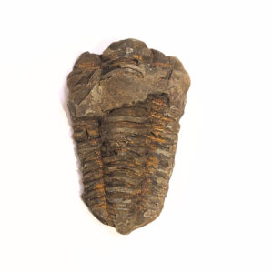 Trilobita 01