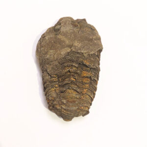 Trilobita 01