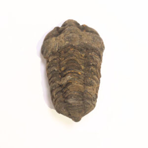 Trilobita 03