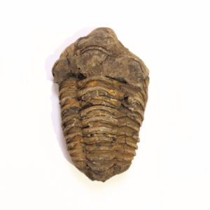 Trilobita 04