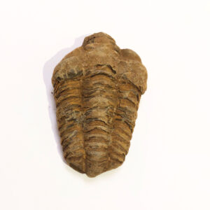 Trilobita 05