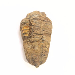 Trilobita 05