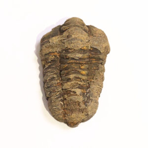 Trilobita 05