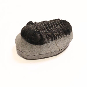 Trilobita alapkőzetben 01