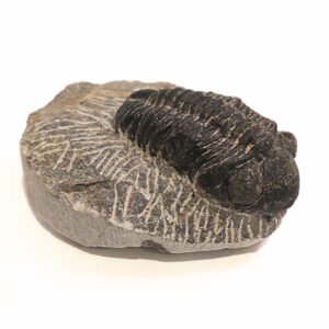 Trilobita alapkőzetben 01