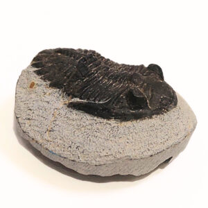 Trilobita alapkőzetben 02