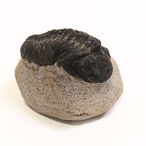 Trilobita alapkőzetben 03