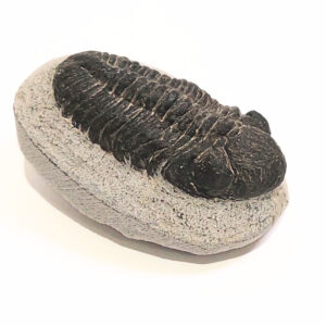 Trilobita alapkőzetben 03