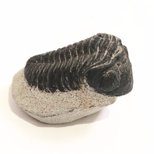 Trilobita alapkőzetben 04