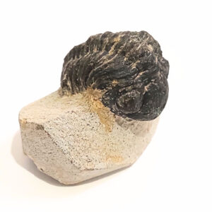Trilobita alapkőzetben 05