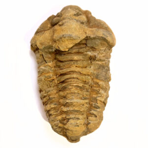 Trilobita 02