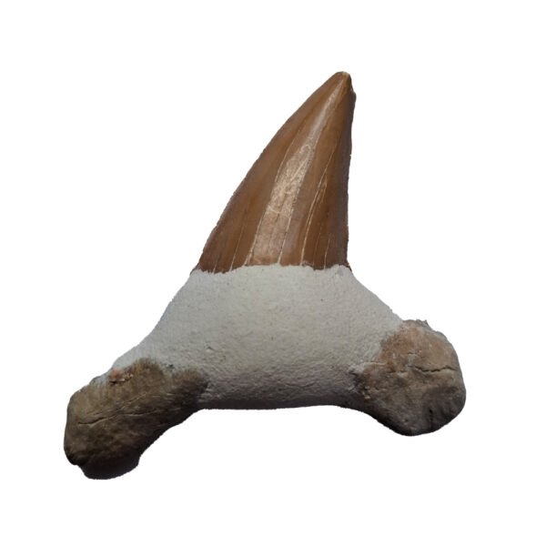 Cápafog 04