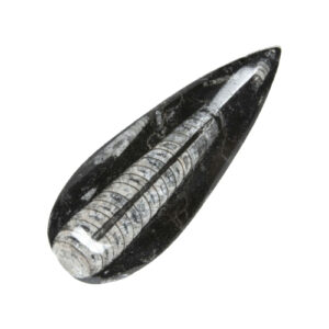 Orthoceras
