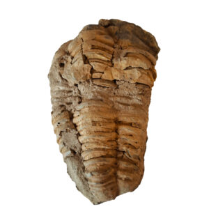 Trilobita 01