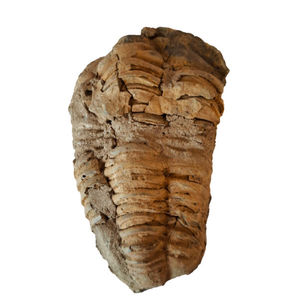 Trilobita 01