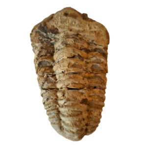 Trilobita 10