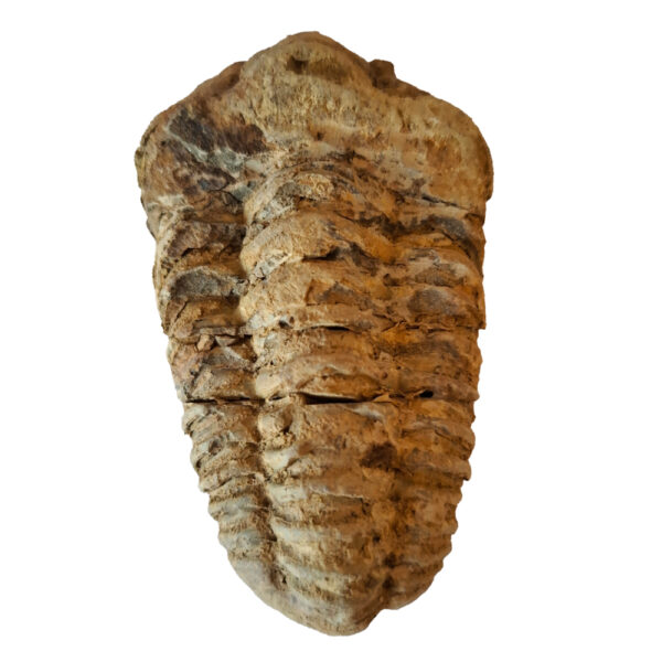 Trilobita 10