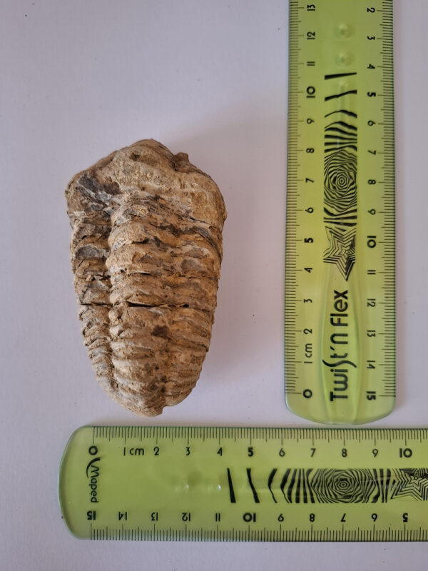 Trilobita 10 - Image 2