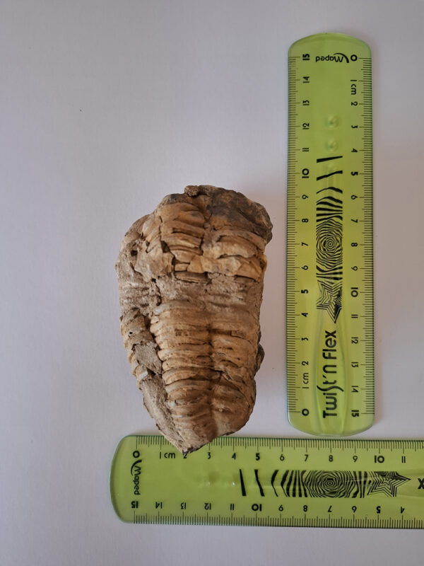Trilobita 01 - Image 2