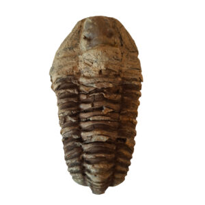 Trilobita 02