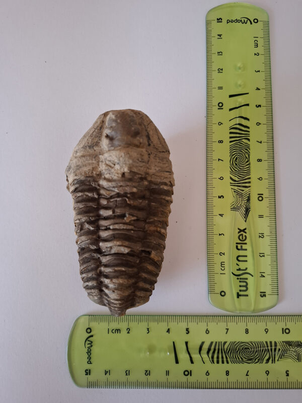 Trilobita 02 - Image 2
