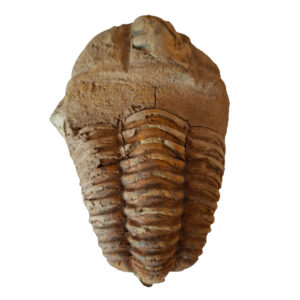 Trilobita 03