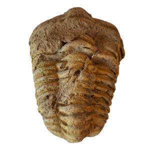 Trilobita 04