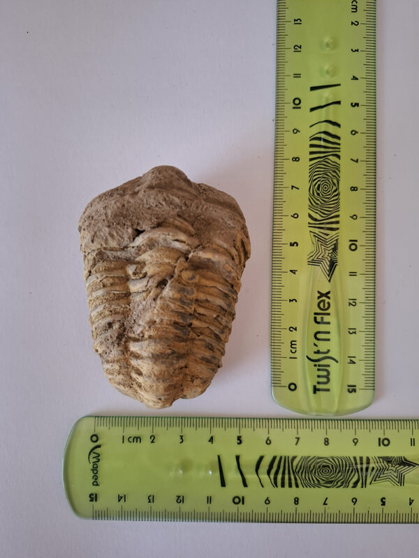Trilobita 04 - Image 2