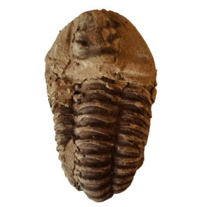 Trilobita 05
