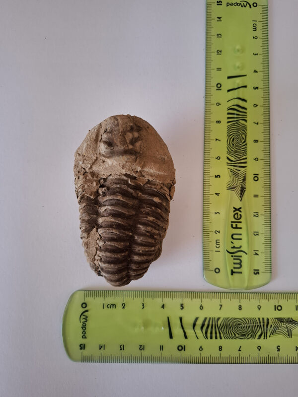 Trilobita 05 - Image 2