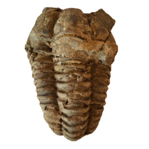 Trilobita 06