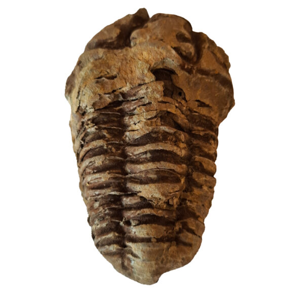 Trilobita 07