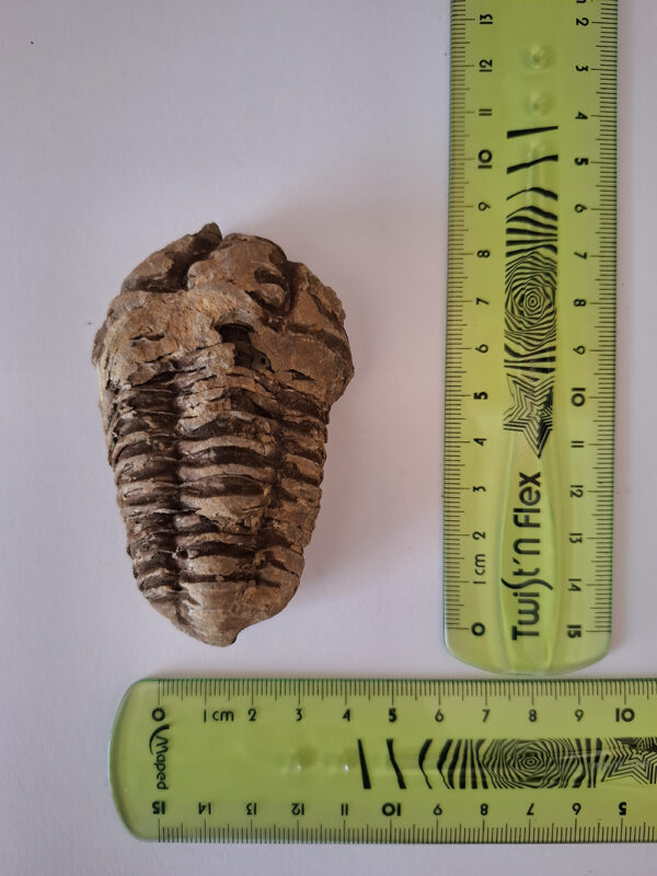 Trilobita 07 - Image 2