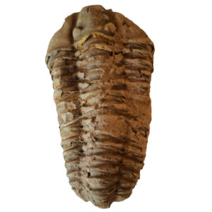 Trilobita 08